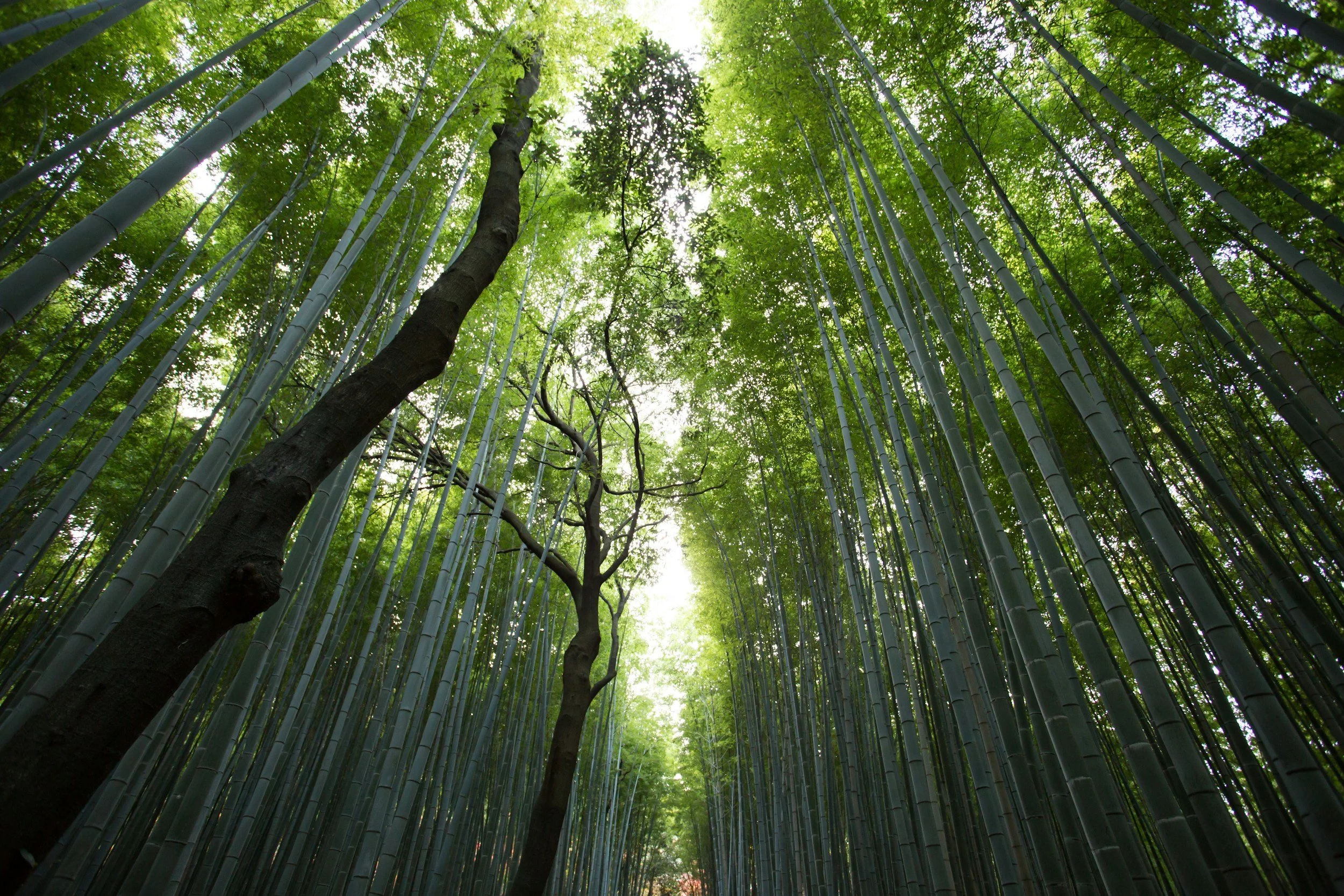 Looking up through a pathway of very tall, green trees